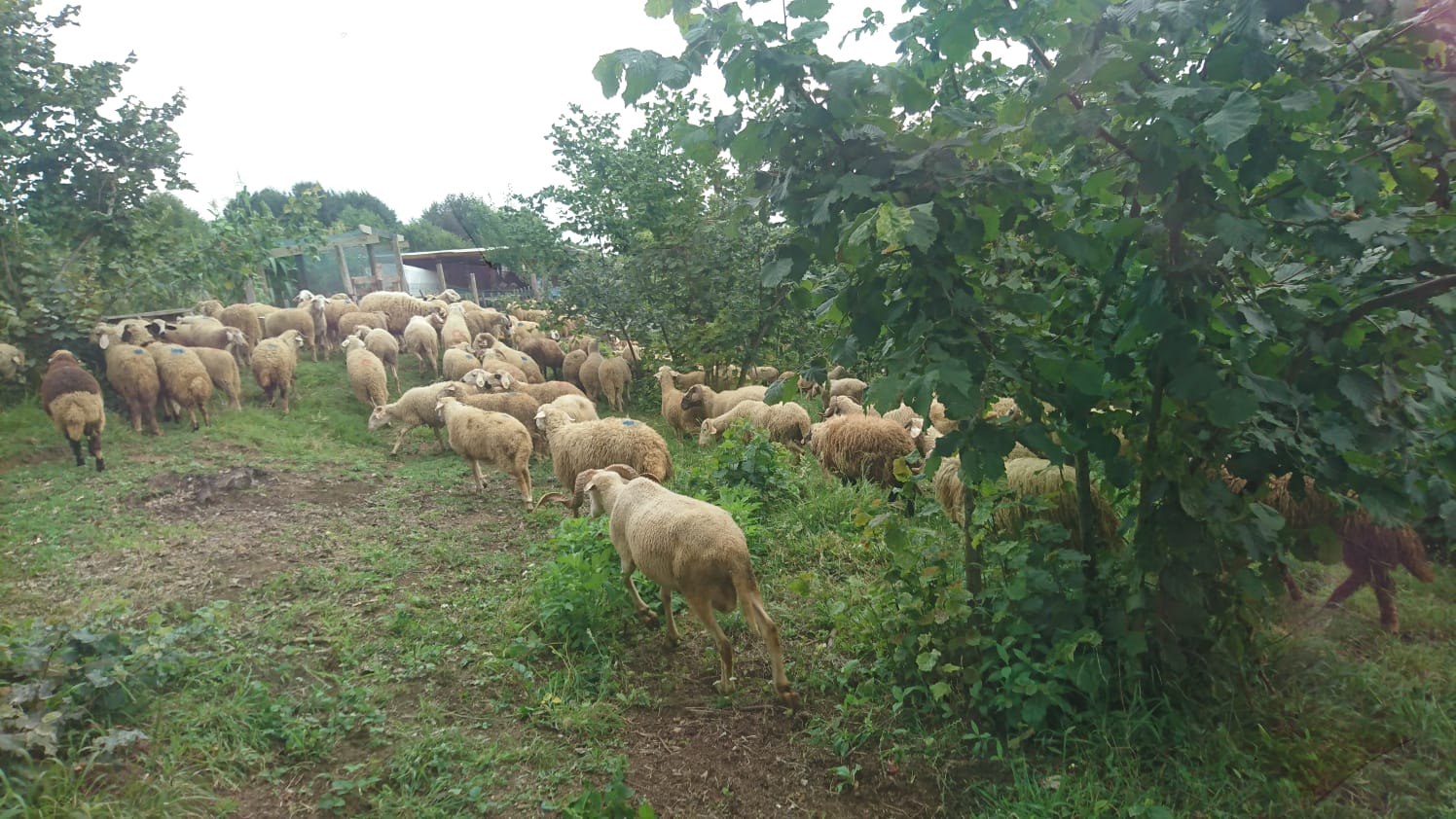 YUNUSBABA'nın ÇİFTLİĞİ